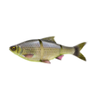 3D LT Roach 25cm 206gr SS